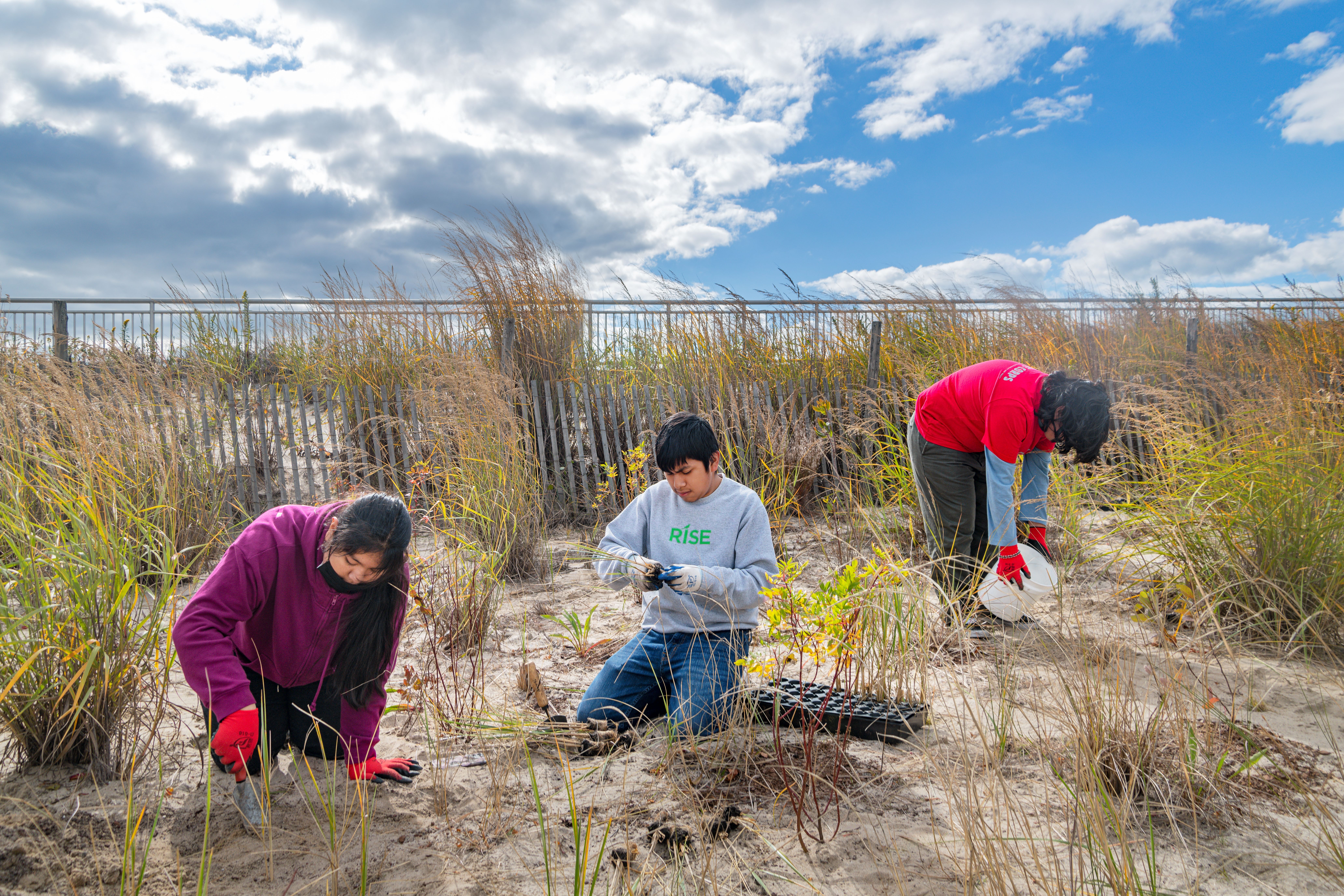 Rockaway Dune Enhancement Plan 